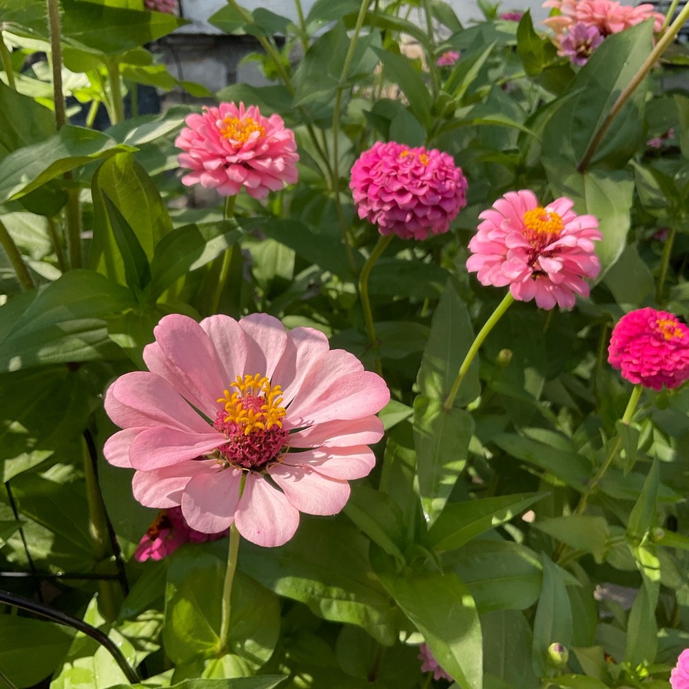 💜 - Picture 5 of 16